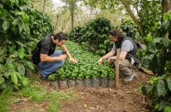 哥倫比亞咖啡豆故事 哥倫比亞咖啡是如何從優質咖啡淪爲平價咖啡