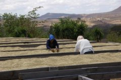 危地馬拉薇薇特南果產區洛斯馬莊園咖啡豆的獨特風味介紹