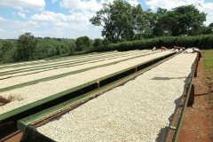 哥倫比亞Pradera莊園水洗豆詳細介紹 哥倫比亞咖啡豆的特點