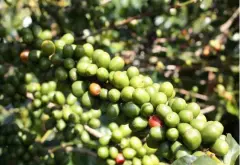 哥倫比亞慧蘭手選精品咖啡豆介紹 哥倫比亞拼配咖啡詳細描述
