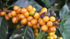 哥倫比亞鐵皮卡變種馬拉戈日皮咖啡豆有什麼獨特之處