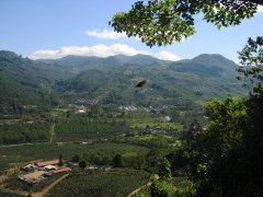 哥斯達黎加好的咖啡都出自塔拉珠產區 哥斯達黎加咖啡Tarrazu