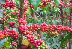 危地馬拉聖馬可火山產區咖啡風味特色 危地馬拉薇斯卡亞咖啡莊園