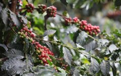巴西喜拉多咖啡口感風味特點 巴西喜拉多咖啡豆烘焙記錄