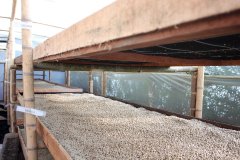 薩爾瓦多SHB高山豆爲什麼步履艱難 薩爾瓦多精品咖啡面對的困難