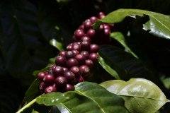 西達摩咖啡產區介紹 西達摩咖啡風味描述希爾莎莊園介紹