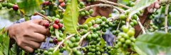 埃塞俄比亞精品咖啡產區西達摩和耶加雪菲 咖啡風味多元的西達摩