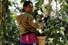 危地馬拉星巴克CAFE認證咖啡莊園 聖伊莎貝爾莊園肯亞式水洗介紹