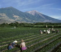 危地馬拉安提瓜產區咖啡與美景共存的莊園-雲朵莊園介紹