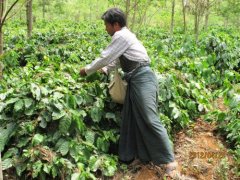 危地馬拉咖啡有幾個品種 恰卡亞聖地牙哥合作社莊園介紹