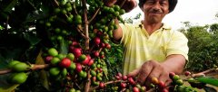 拉丁美洲溫柔的哥倫比亞咖啡豆故事 哥倫比亞傳統服飾