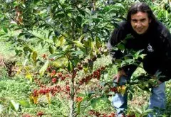 哥倫比亞三大莊園咖啡豆品種種植發酵處理法風味口感特點對比描述