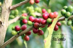 哥倫比亞商業咖啡產區與精品咖啡產區區別 小心有隱藏商業陷阱