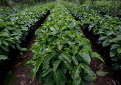 危地馬拉咖啡莊園-樹上的猴子莊園 危地馬拉神奇有趣的咖啡品種