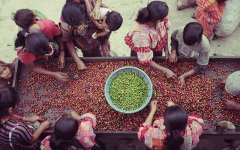 危地馬拉咖啡產區聖塔費麗莎莊園 七種以上的咖啡生豆處理法
