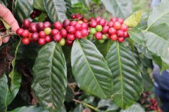 危地馬拉安提哥咖啡產地信息 危地馬拉安提瓜咖啡豆故事