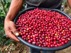 危地馬拉最好的咖啡花神咖啡起源故事-安提瓜拉米妮塔集團背景