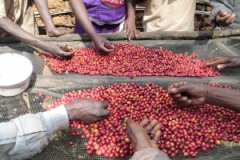 埃塞俄比亞咖法森林介紹 埃塞俄比亞卡法比塔莊園日曬原生種咖啡