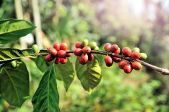 巧克力味重的咖啡推薦 哥斯達黎加咖啡頂級塔拉珠產區介紹