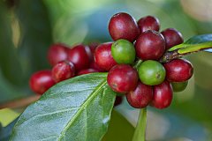 哥斯達黎加咖啡微型處理廠介紹 聖羅曼處理場精選批次介紹