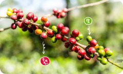 哥倫比亞咖啡拉米妮塔莊園介紹 哥斯達黎加跨國大型咖啡集團介紹