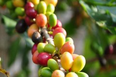 哥斯達黎加咖啡少見到的日曬處理法 聖伊斯德羅莊園琵隆處理廠