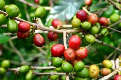 哥斯達黎加咖啡水洗處理法介紹 哥斯達黎加最大的咖啡合作社