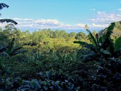 F1咖啡是什麼來的？ 哥斯達黎加三奇蹟莊園詳細介紹
