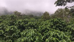  危地馬拉咖啡歷史、古老的故事 咖啡中的貴族-危地馬拉咖啡