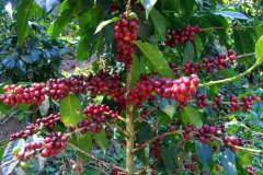 危地馬拉咖啡手衝筆記 危地馬拉五大主要咖啡產區介紹