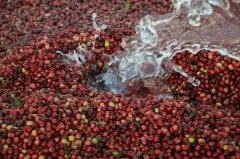 哥斯達黎加有什麼獨特的咖啡嗎 卡內特莊園蜜處理黃卡杜艾莫扎特