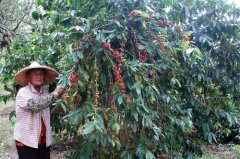 帕卡馬拉咖啡豆是什麼品種來的 帕卡馬拉能和瑰夏比嗎