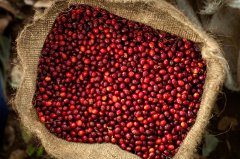 艾茵布羅莊園和艾利達莊園有什麼關係 巴拿馬咖啡日曬處理法風味