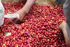 巴拿馬咖啡瑰夏咖啡品種的新秀莊園-詹森莊園風味口感介紹