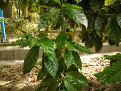 最出名的瑰夏咖啡種植莊園-翡翠莊園日曬瑰夏詳細描述