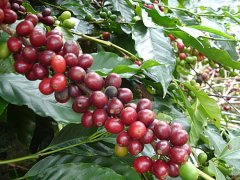 巴拿馬咖啡90+處理公司日曬處理法Level39展望風味種植介紹