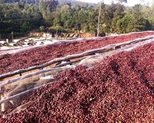 耶加雪菲小農生產的日曬處理法貝克雷G1咖啡風味口感介紹