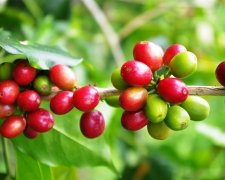 薩爾瓦多咖啡手衝體驗 薩爾瓦多極品咖啡的風味口感香氣描述
