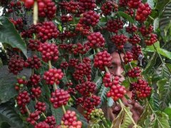 薩爾瓦多El Salvador咖啡口感 薩爾瓦多咖啡種植歷史以及分級品質