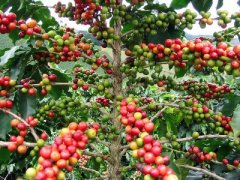 尼加拉瓜咖啡獲獎莊園有什麼特別之處 杯測水之睛莊園水洗處理法