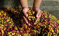 尼加拉瓜咖啡種植歷史 尼加拉瓜咖啡產業現狀介紹