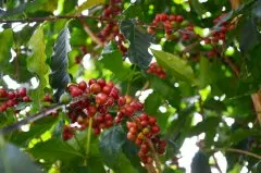 肯尼亞咖啡PB級Ndururu處理廠Kikai-Chesikaki合作社精選批次
