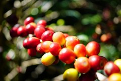 90+傳奇咖啡豆之一夏奇索產區日曬處理法的花語風味描述