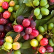 暴曬咖啡卡杜拉品種特性介紹 卡杜艾與卡杜拉咖啡的區分與關係