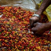 尼加拉瓜咖啡瀑布莊園 紅蜜處理卡杜拉咖啡品種介紹