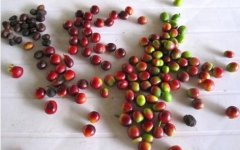 尼加拉瓜水洗卡杜拉咖啡 只種卡杜拉品種的Ojo de Agua 莊園