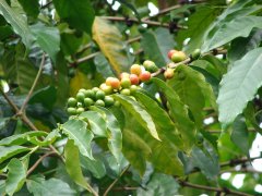 哥斯達黎加咖啡深烘焙黑蜜處理咖啡風味 衝煮方式對風味的影響