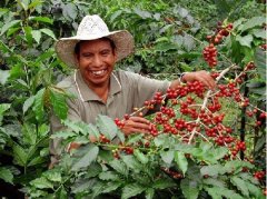 危地馬拉國家 危地馬拉咖啡 危地馬拉咖啡產區艾提蘭Atitlan