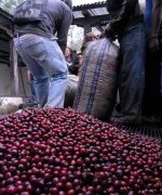 危地馬拉卡杜拉咖啡 危地馬拉安提瓜精選咖啡豆-超高海拔卡杜拉種