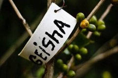 埃塞俄比亞咖啡莊園瑰夏村莊園故事-回到埃塞俄比亞找出瑰夏源頭
